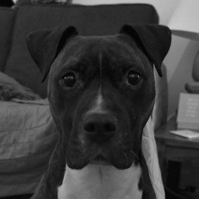 Catherine92C's profile picture. Educational and child psychologist. Dog companion. Vegan. Views are my own.