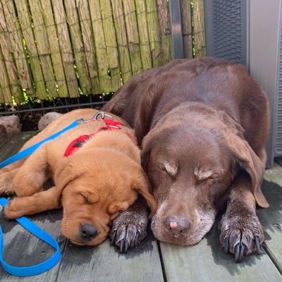 KissMeTuuli's profile picture. Trauerpause - Sushunds Knuffelkontakt 🦮 geb.20.03.21 #Foxredlabrador #Sushund Smilla🐕‍🦺💚😢 23.05.09-11.02.22🌈#Bagalutensachen #Frechdax  #Twitterrudel