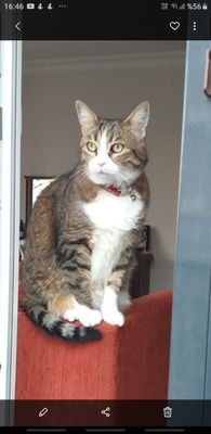 Firecrest481's profile picture. 