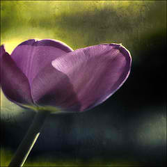 inggabenito's profile picture. 