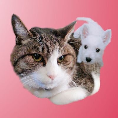 ぴこ(ウェスティ5歳♀)
犬猫化粧品好き
◆犬猫ブログ
https://t.co/ZaNDeWXY4c
◆美容ブログ
https://t.co/KL92bxYArP
◆LINEスタンプ
https://t.co/wd708W4vyS