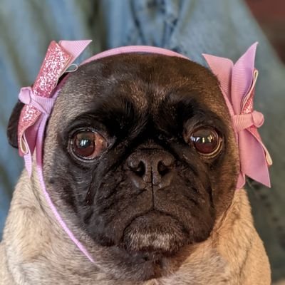 wyndsofchange21's profile picture. Little pug. Big world.