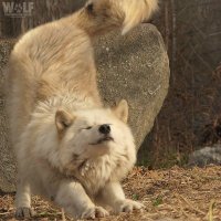 Oldman_Wolf (@oldman_wolfgang) 's Twitter Profile