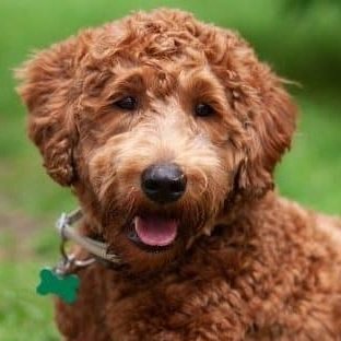 Labbydo's profile picture. 