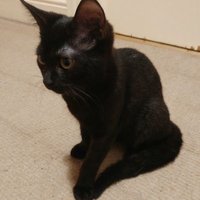 Dylan (@dktapps) 's Twitter Profile