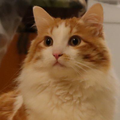 underscorelior's profile picture. https://t.co/1vV4aHbKj1
https://t.co/zp1QJl55Ee