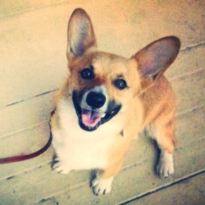 CorgiEmi Profile Picture