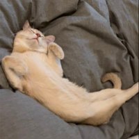 ねこ飼い (@makora_81) 's Twitter Profile