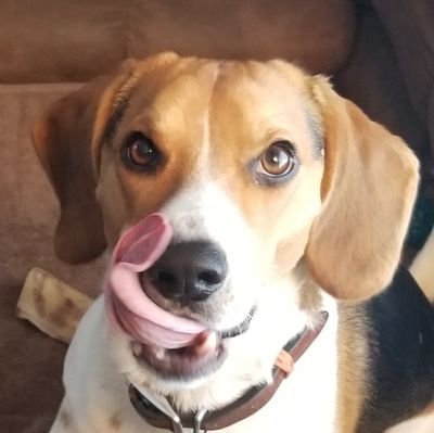 RileyBeagleBoy's profile picture. Greetings everyone.
I'm Riley and welcome to my Life.  I hope you will occasionally find some amusement here to brighten up your day.