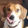 RileyBeagleBoy's profile picture. Greetings everyone.
I'm Riley and welcome to my Life.  I hope you will occasionally find some amusement here to brighten up your day.