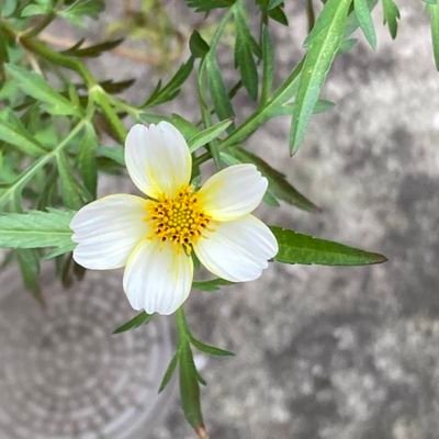 balloon_doll's profile picture. 20↑趣味垢。無言フォローいいねリツイートすみません。好きなもの:薄桜鬼風間さん/カズキヨネ先生/つだけん/ジョジョ/ゴールデンカムイ(腐も夢も見ます)