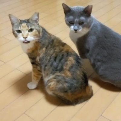 敷地内に猫を遺棄されることもあります。
保護猫50匹ワンコ1匹と暮らしています🐈🐕️
飼育放棄された子や保健所に持ち込まれそうになり家に来てくれた子達もいます。
病気の子も多く通院してる子達もおります。
みんなに幸せだなと思ってもらえるように日々思っております。
@t9PJXHuGpDN6Uke(DM専用)