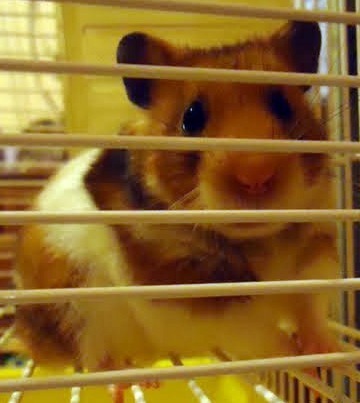 OOOI GENTI,SOU EUZINHA, A GIGI, VO ALEGRA SEU DIA E DOS MEU MARIDOS RESTART!!!!!1 ♥ SOU HAMSTER MAIS SO LEGAL ☻