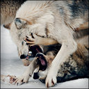 Michael Gable - @Oblivionzz - Twitter