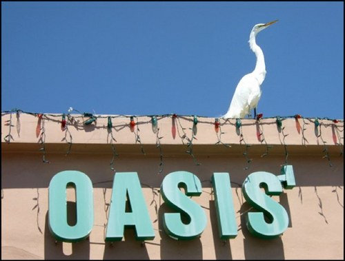 OasisCafeKB's profile picture. let coffee rain down from the heavens!