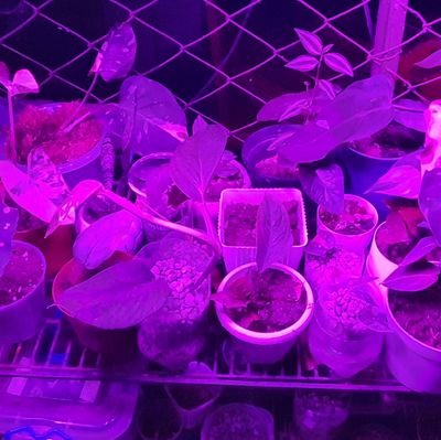 Smartmonkey27's profile picture. ✌️✌i am success in the making.✌✌