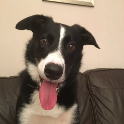 mguthrie364's profile picture. Registered Public Health Practitioner , passionate about mental health & wellbeing #NHSGGC owner of lovable border collie Yak. Views are my own.