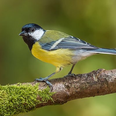 A great tit