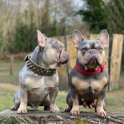 French Bullies in Sussex