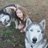 snodogsasha's profile image