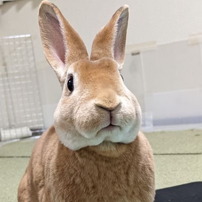 趣味でセルフネイルをやっています。他にも、飯テロ、うさぎ(ナミ、ミニレッキス7歳♀)等などいろいろ呟きます!無言フォロー失礼します🙇♀️お気軽にフォロー、RPよろしくお願いします!