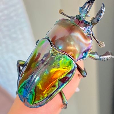 ドリアン専用ページ Amazon.co.jp: ブラザー工業 【brother純正】トナーカートリッジ