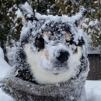 黒柴はるママ (@51316mika) 's Twitter Profile