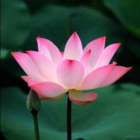 Varsha Rathore🌸💫 (@vrsharathore21) 's Twitter Profile Photo Varsha Rathore🌸💫 (@vrsharathore21) 's Twitter Profile Photo