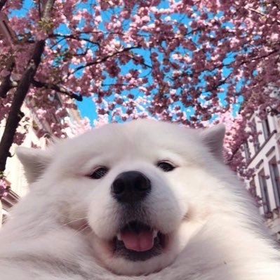 deiasouzas's profile picture. esforça-te porque é você por você mesma.