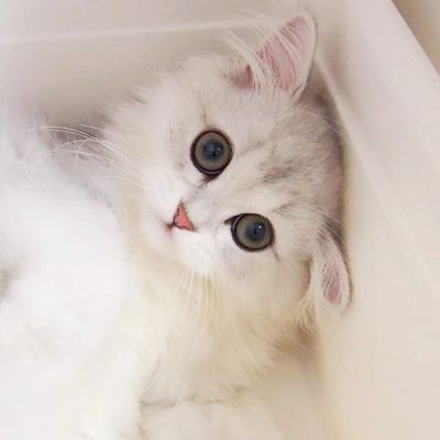 かんなちゃん寛解後治療中🏥

♡猫＆料理好きアカ♡
♡猫、料理、花、K-POPダンス、不動産が好き♡👶

旧猫垢は愛猫の誕生日を入力したところロックがかかり、Twitter社に身分証明を提出しましたが、登録時13歳未満で復元不可になりました😢 

⚠別垢、裏垢はありません❣