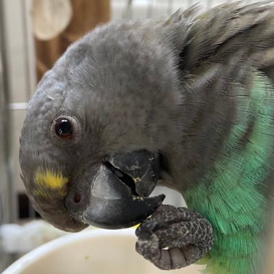 🐦ムラクモインコの佐助♂7歳 と🐦アケボノインコの米次(こめじ)♂6歳、🐥🐥コキンチョウ松吉♂🌈、梅吉♂2歳、竹千代♂︎1歳、諭吉♂0歳の日々とトレーニングの記録。時々ボストンテリアの翔♂🐶