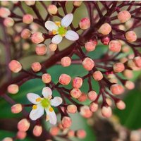 🌸Spring Begins🌸🍥 (@aimz_1987) 's Twitter Profile