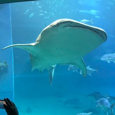 oUXvxh2ZVbXkkSO's profile picture. S水さん→Kさん→M崎さん→白🪨です！ 35歳までに🎣具店開店！それと⤴️に恩返し！よろしくお願いします！