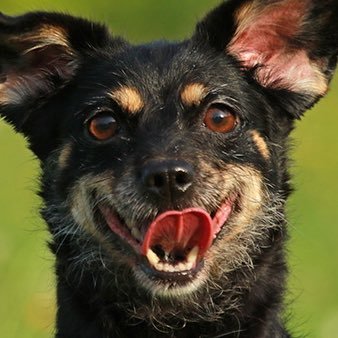 吾輩は犬である。名前はまだ無い。