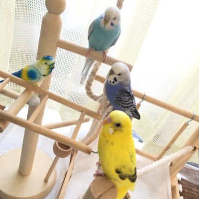 セキセイインコ🦜🦜🦜 🦜4羽ドリカム＆東方神起大好き♡ #PP会員#Bigeast