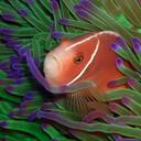 Don Pelletier - @REEFJUNKIE - Twitter