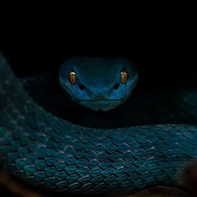 cestpaslesujet's profile picture. Bref,