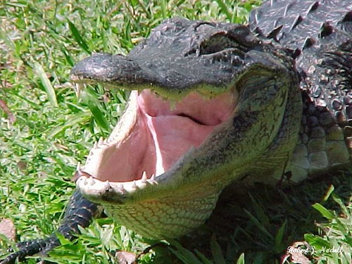 svgator's profile picture. 