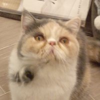 Elly0n ☢️ ❤️ Memeland (@elly0n) 's Twitter Profile