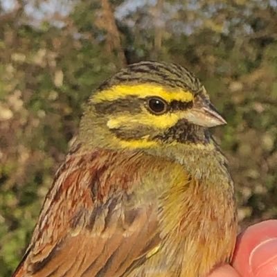 A bird ringing group based in Glamorgan, South Wales.