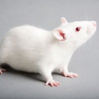 Smooth as a rat (@smoothasarat) 's Twitter Profile