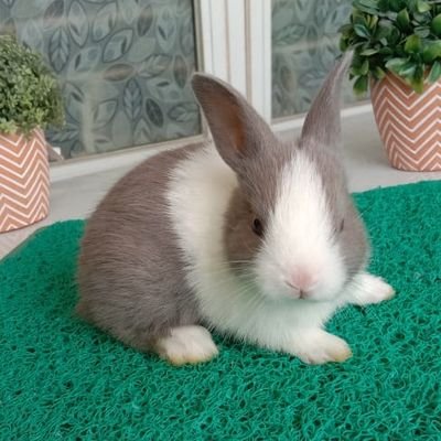 theodorus08's profile picture. just simple mind
