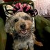Lynne Sheehy MBE (@sheehylynne) Twitter profile photo Lynne Sheehy MBE (@sheehylynne) Twitter profile photo