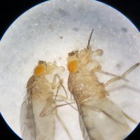 Dissel Lab (@dissel_lab) 's Twitter Profile Photo Dissel Lab (@dissel_lab) 's Twitter Profile Photo