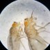 Dissel Lab (@dissel_lab) Twitter profile photo Dissel Lab (@dissel_lab) Twitter profile photo