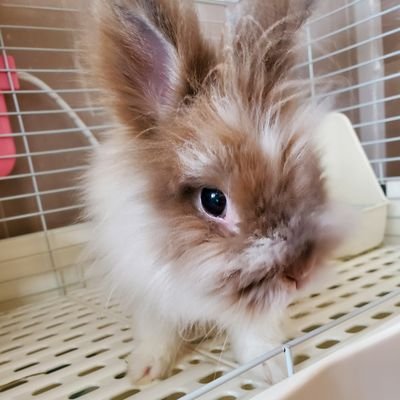 チャッピー♂2015.1.23~2022.8.28
家族に幸せを沢山くれました。
抱っこの嫌いな人見知りさんでした🐰