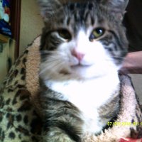 TLB-Feral Cat Rescuer-Closet Environmentalist (@tlb4kitties) 's Twitter Profile