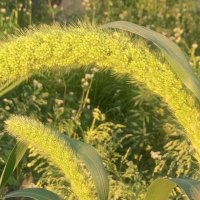 Know your millets (@knowyourmillets) 's Twitter Profile