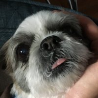 Stunstark (@stunstark) 's Twitter Profile
