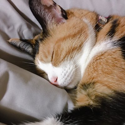 あずき（メス猫）のアカウント。最近モカ「メス」が新たに家族になりました！猫らしく幸せに。猫好き同士繋がりたいです！フォローお気軽に。 ライバルはぽんずちゃん。どうぞ宜しくお願い致します(＾ｰ^) RTどんどん拡散どんどんとお願いにゃー(*´∀｀*)